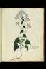  Fol. 45 

Lunaria minor partim albo
partim instar He=
speri variegata
